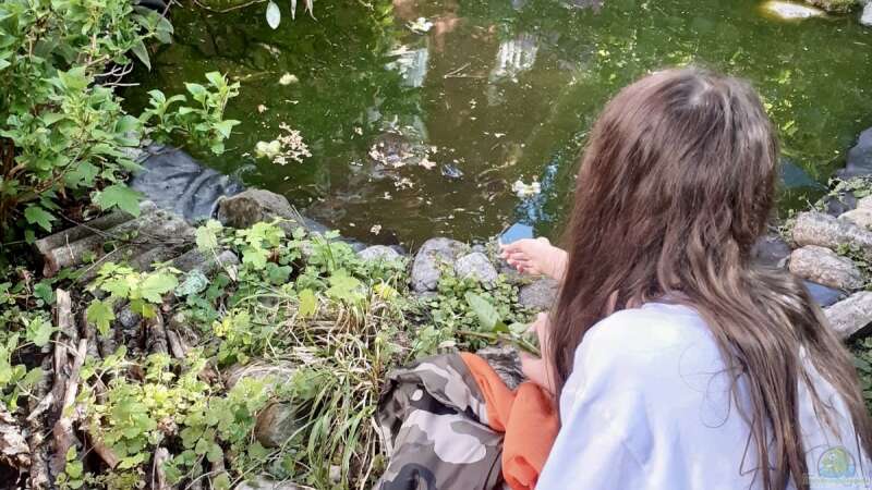 Teichhaltung von Nordamerikanischen Sumpfschildkröten in unseren Breitengraden (D-A-CH)