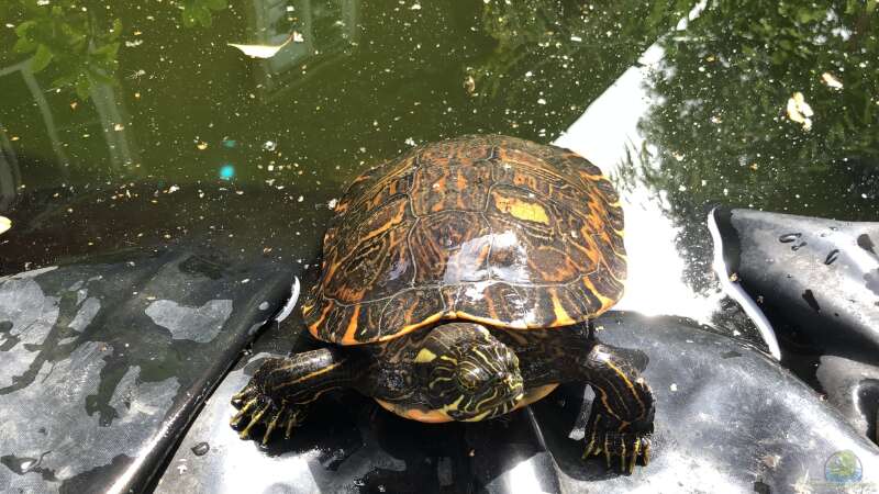 Zierschildkröten, Schmuckschildkröten - Beobachtungen in der Gruppe