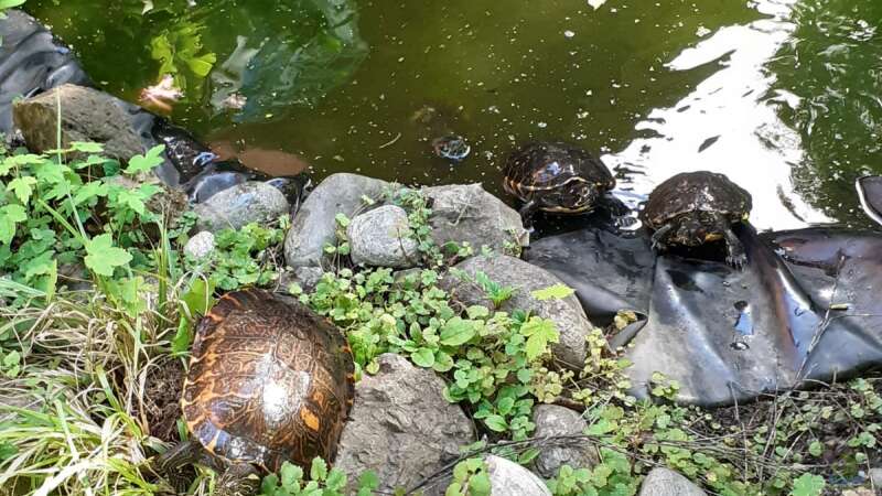 Meine Schildkröte Morla von Helga Kury