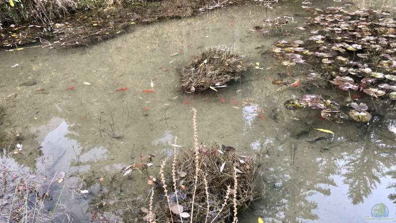 Das Verantwortungsbewusstsein der Aquarianer, Terrarianer und Teich-Besitzer unserer Natur gegenüber