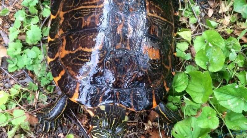 Meine Schildkröte Morla von Helga Kury