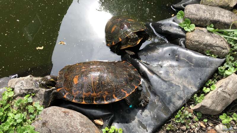 Zierschildkröten, Schmuckschildkröten - Beobachtungen in der Gruppe