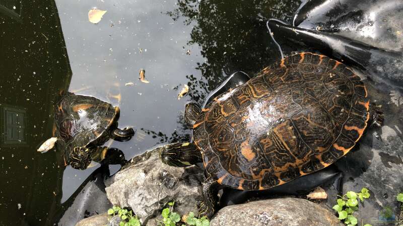 Zierschildkröten, Schmuckschildkröten - Beobachtungen in der Gruppe