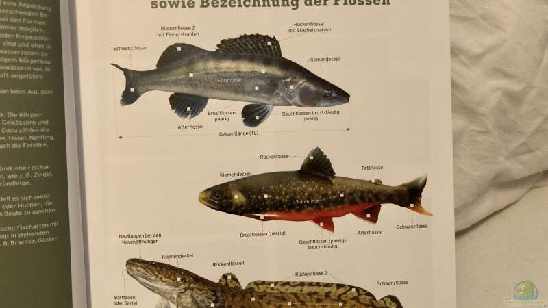 Buch-Vorstellung ???Fische, Krebse & Muscheln in heimischen Seen und Flüssen???