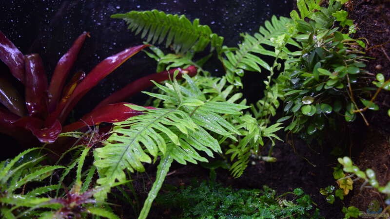 Polypodium formosanum von Junglist (20)