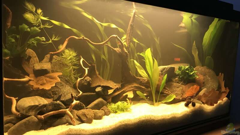 Aquarium Kleines Amazonasbecken aus Kleines Amazonasbecken von