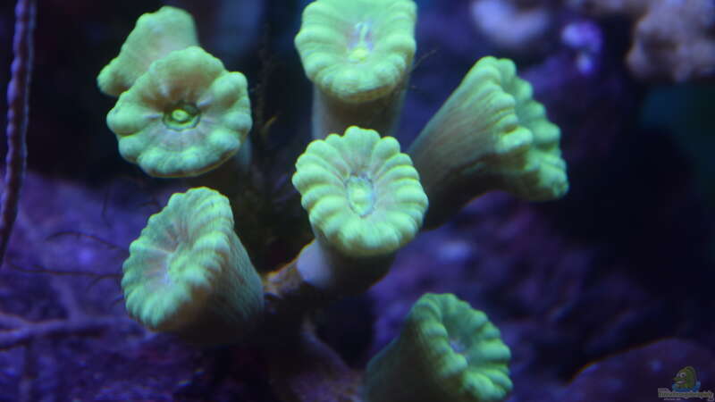 Caulastrea furcata Green von Junglist (26)