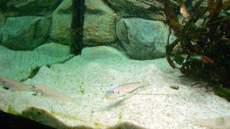 Besatz im Aquarium Becken 4168 von Rainer Völlmer (10)