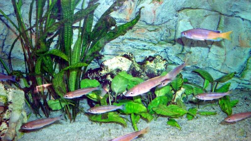 Besatz im Aquarium Becken 4168 von Rainer Völlmer (6)