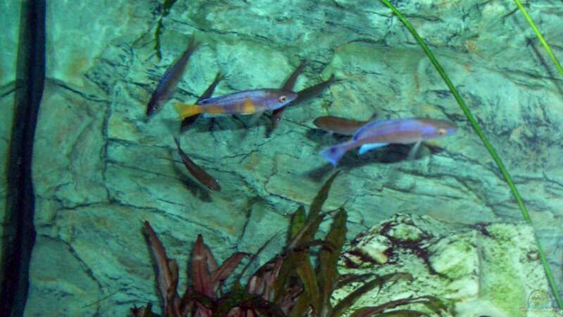 Besatz im Aquarium Becken 4168 von Rainer Völlmer (9)