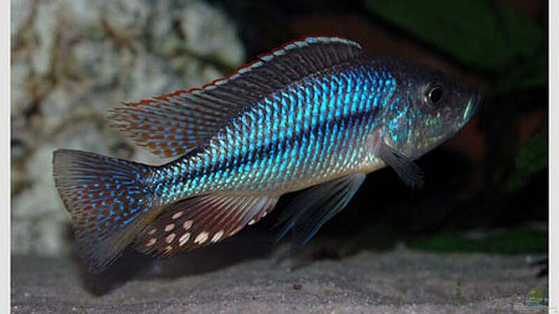 Einrichtungsbeispiele für die Haltung von Dimidiochromis strigatus im Aquarium