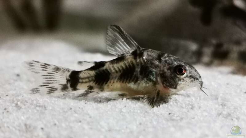 Corydoras paleatus  von Heike Fuchs (55)