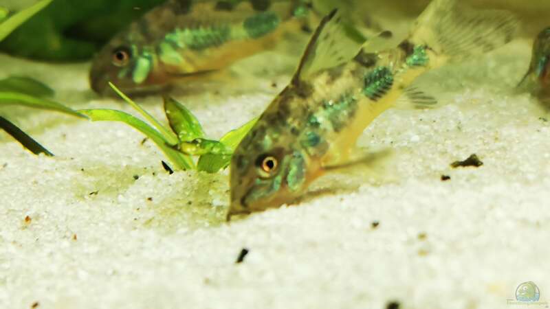 Aquarien für Corydoras paleatus (Marmorierter Panzerwels)