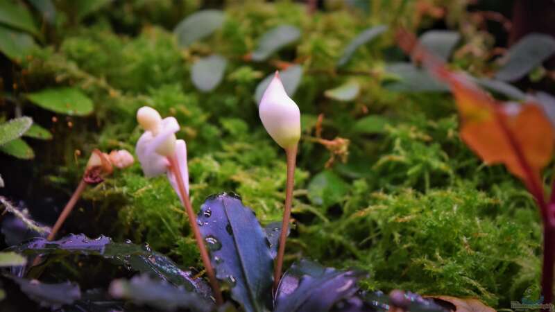 Blüte Bucephalandra von Junglist (28)