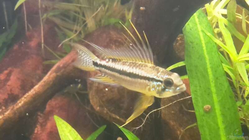 Apistogramma bitaeniata Männchen von mikeschchaos (11)