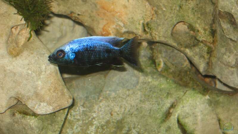 Copadichromis mloto white top von Gringo (7)