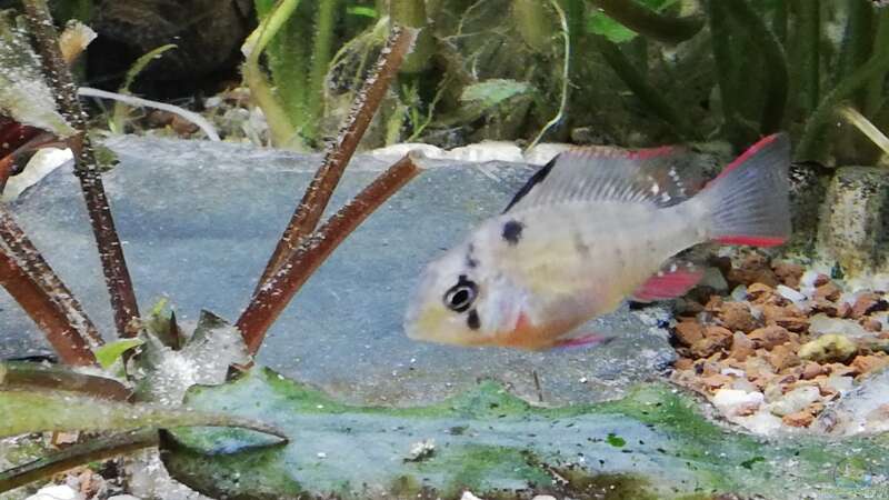 Besatz im Aquarium Wohnzimmeroase von ErfurtOldy (76)