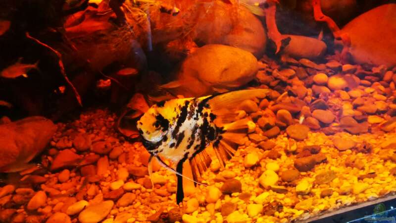 Besatz im Aquarium Golden River von Aquaristik NaturBegabt (28)