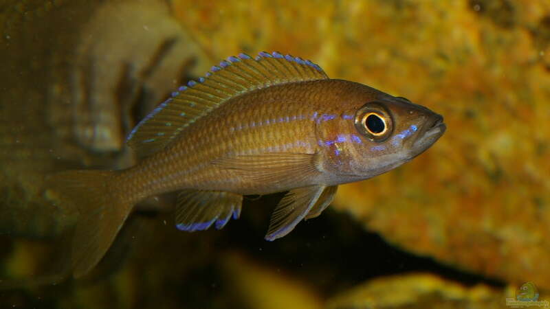 Paracyprichromis nigripinnis von Thomas Pieper (11)