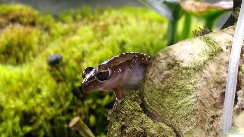 Afrixalus dorsalis im Terrarium halten (Einrichtungsbeispiele für Brauner Bananenfrosch)