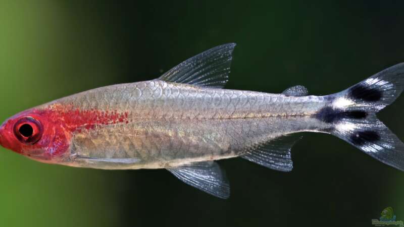 Besatz im Aquarium Meine kleine Unterwasserwelt von Andreas Janßen (21)