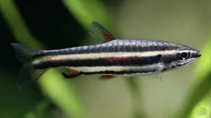 Besatz im Aquarium Meine kleine Unterwasserwelt von Andreas Janßen (24)