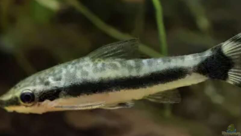 Besatz im Aquarium Meine kleine Unterwasserwelt von Andreas Janßen (25)