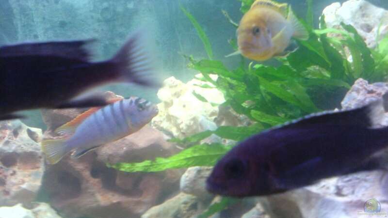 Labidochromis maculicauda im Aquarium halten (Einrichtungsbeispiele für Labidochromis maculicauda)