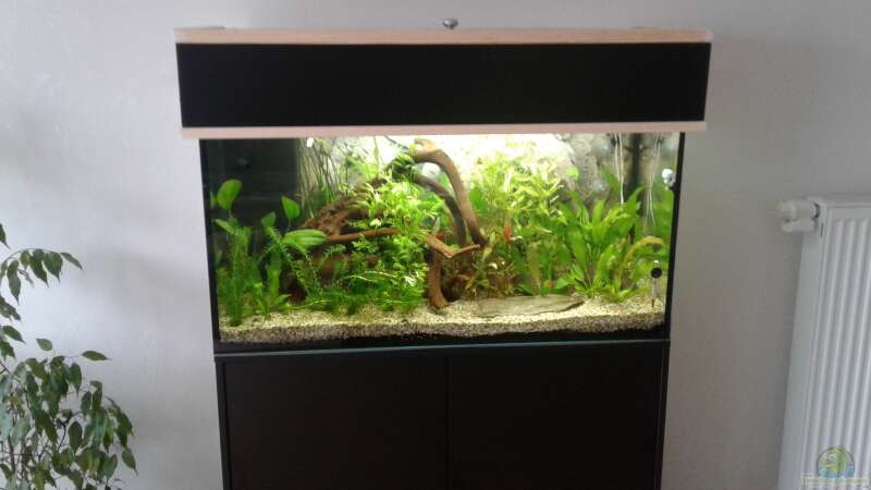 Aquarium Hauptansicht von Becken 24 von wasserträger (3)