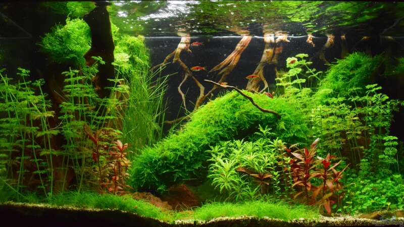 Low Budget Aquascape von David Schneider Aquaristik