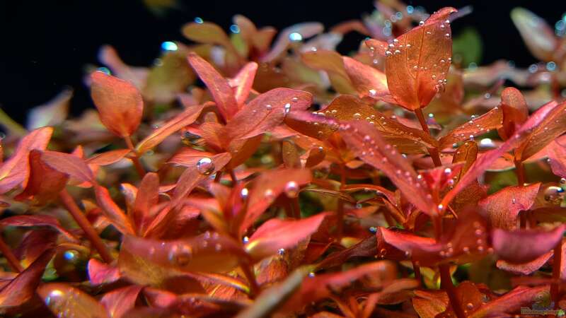 Rotala Macandra beim ausperlen von David Schneider Aquaristik (23)