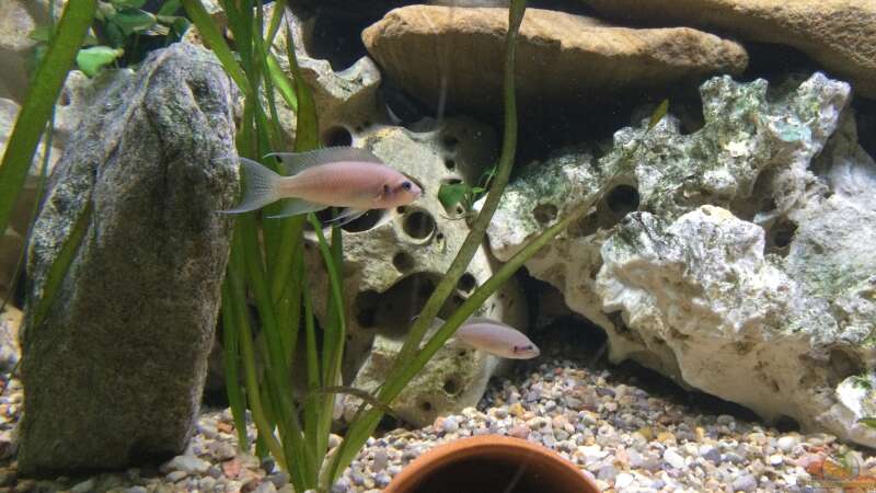 Einrichtungsbeispiele für Aquarien mit Prinzessin von Burundi (Neolamprologus brichardi)