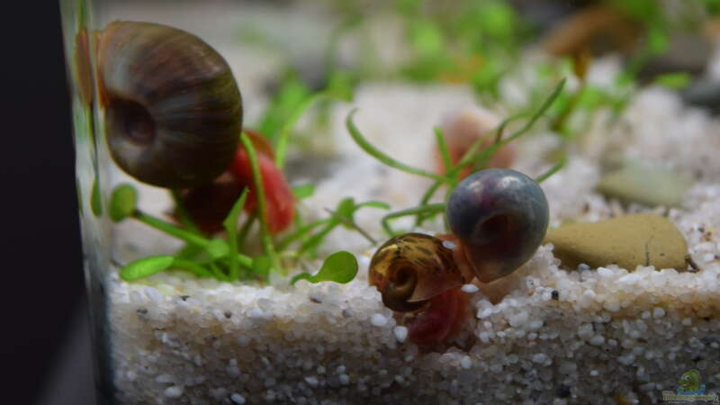 Planorbarius corneus im Aquarium oder Teich halten (Einrichtungsbeispiele für Posthornschnecken)