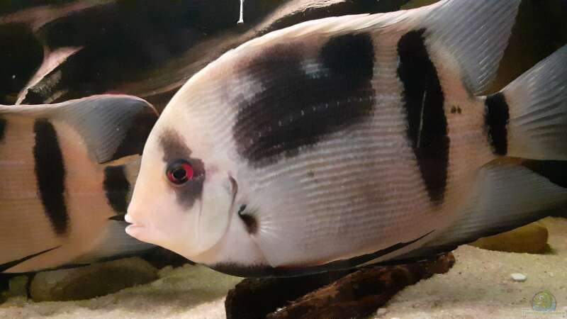 Uaru fernandezyepezi im Aquarium halten (Einrichtungsbeispiele für Orinoco-Keilfleckbuntbarsche)