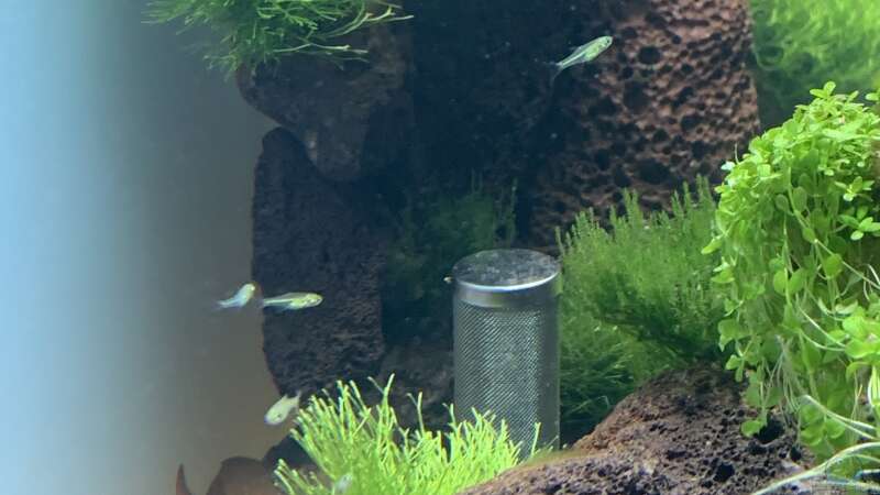 Aquarien mit Microdevario kubotai (Smaragd-Zwergrasbora)