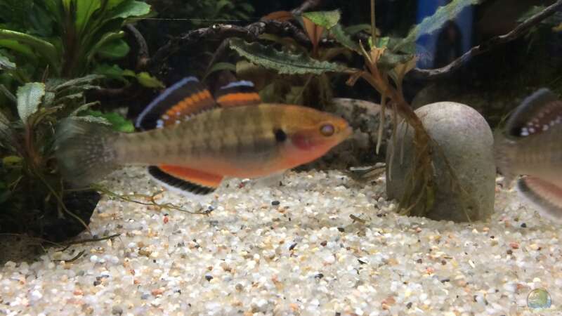 Hypseleotris compressa im Aquarium halten (Einrichtungsbeispiele für Kaisergrundeln)