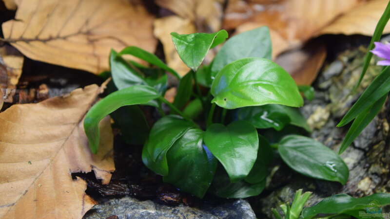 Anubias barteri Nana var. Bonsai von Junglist (7)