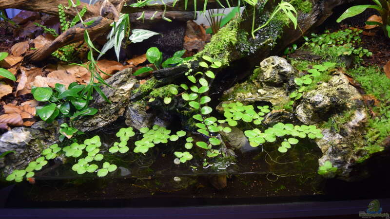 Aquarium Hummelkrötchen Nest von Junglist (3)