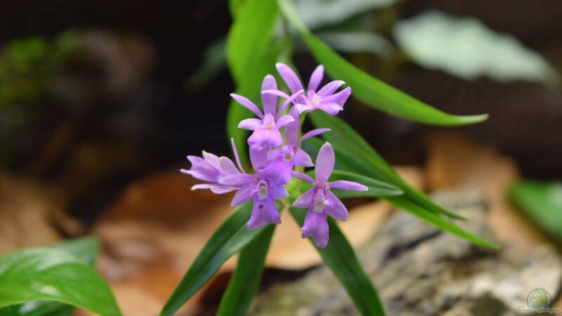 Epidendrum centropetalum von Junglist (12)