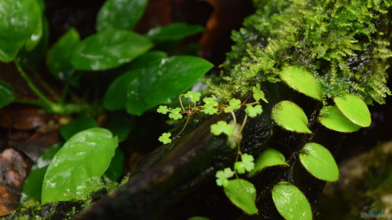 Hydrocotyle verticillata von Junglist (21)