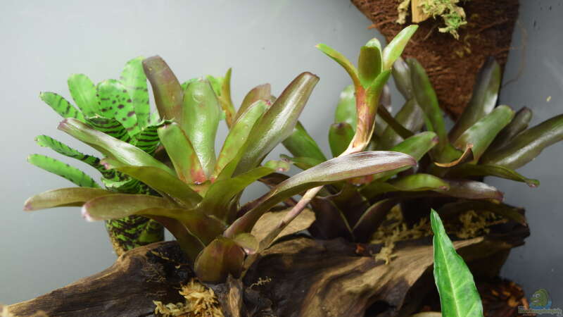 Neoregelia Fireball  von Junglist (9)