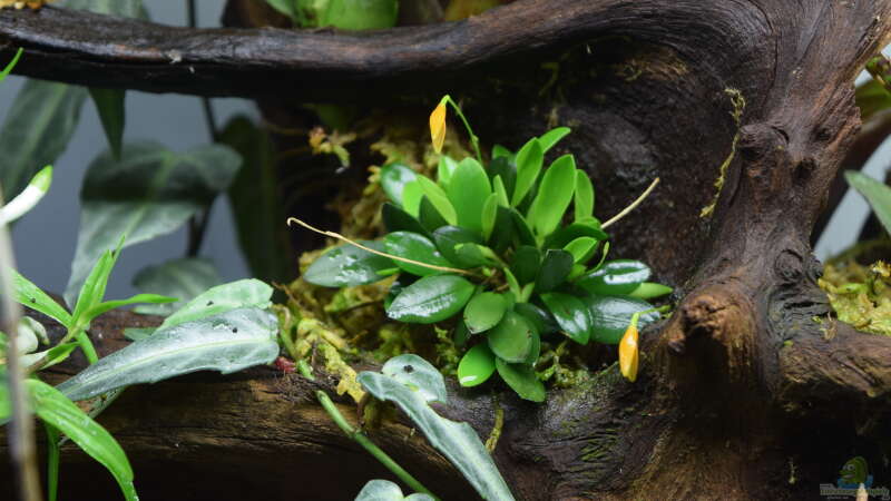 Pflanzen im Aquarium Hummelkrötchen Nest von Junglist (18)