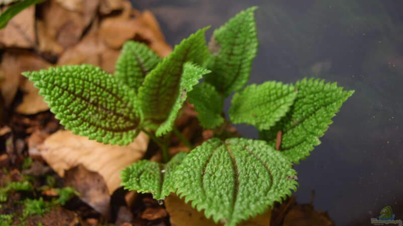 Pilea involucrata Moon Valley von Junglist (6)