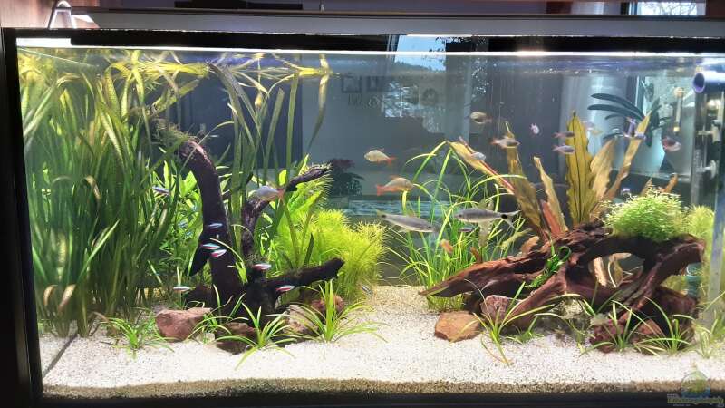 Aquarium Amazonien von Pflanzenwolf (6)