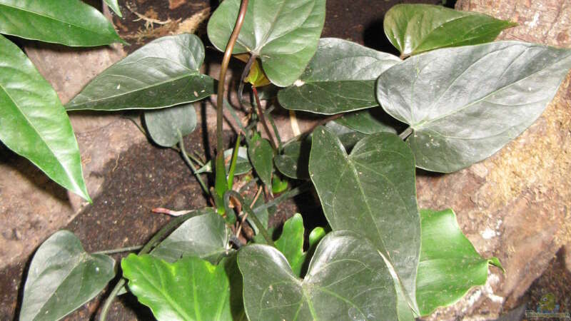 Anthurium andreanum ´Schwarz´ von Frank Muth (14)