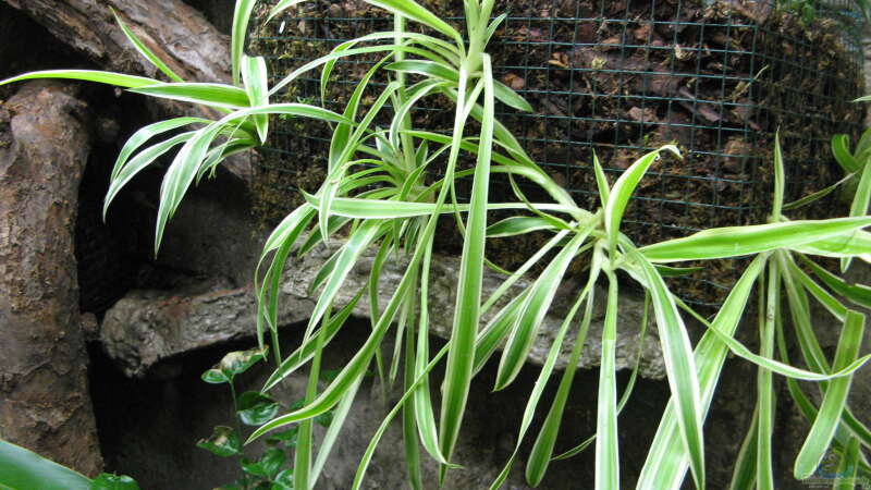 Chlorophytum comosum Ableger seitlich in den Pflanzkörben von Frank Muth (15)