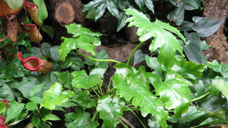 Philodendron bipinnatifida ´Shangri La´ von Frank Muth (9)