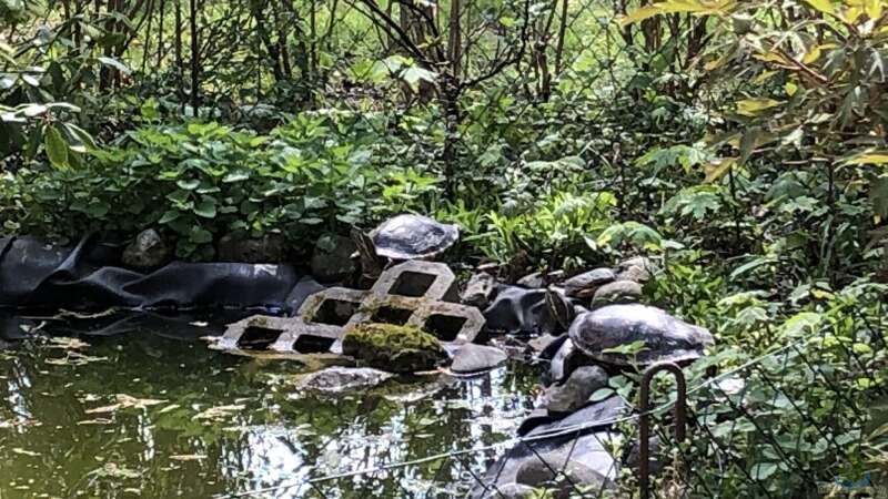 Schildkröten ab sofort wieder im Gartenteich!