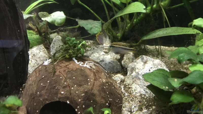 17.02.22 Pelvicachromis taeniatus Paar von herkla (39)