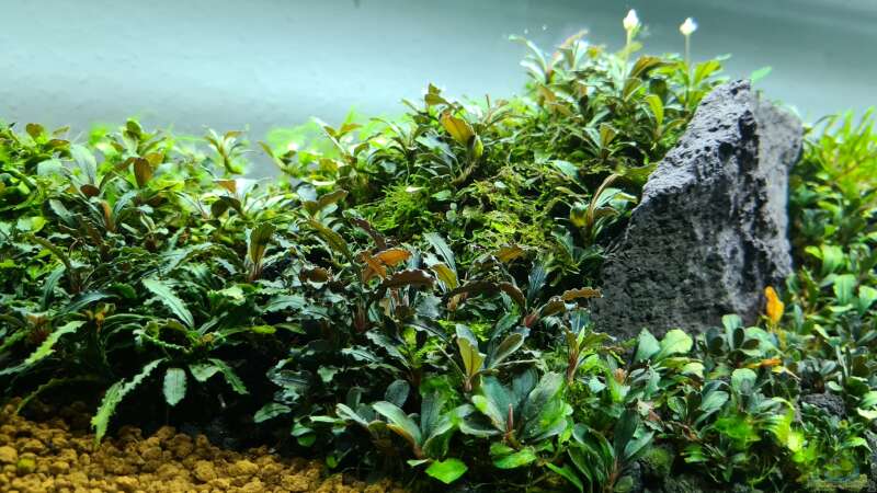 Pflanzen im Aquarium Borneo Wild von AquaTobi90 (8)